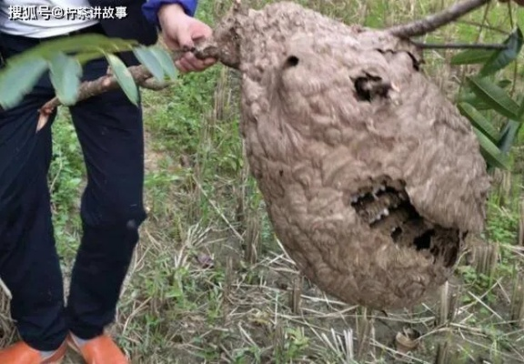 悲剧时刻，八旬老人捅马蜂窝遭遇不幸身亡