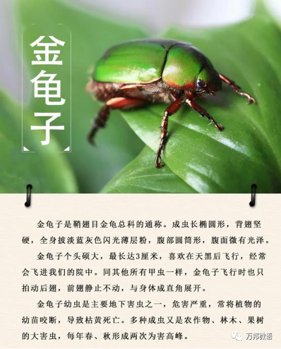 金龟子的问候，时光荏苒，致我们逝去的童年