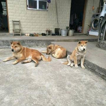 机器狗与柴犬的奇妙拜年之旅