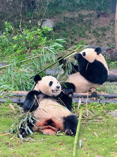 治愈时刻，大熊猫的沉睡之道
