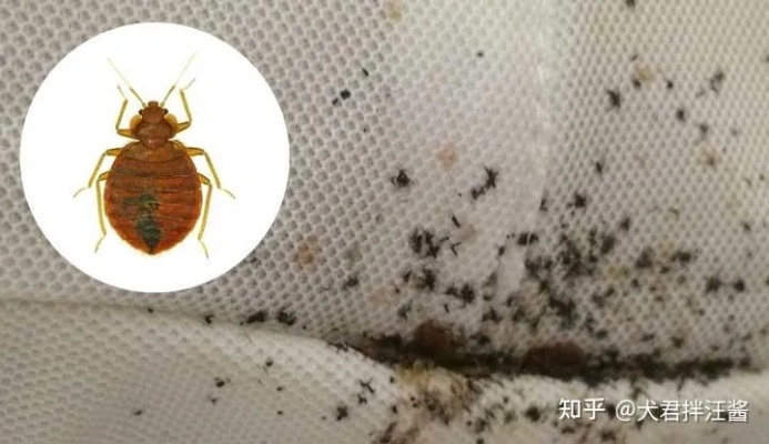 床虱重现，几乎绝迹的威胁卷土重来