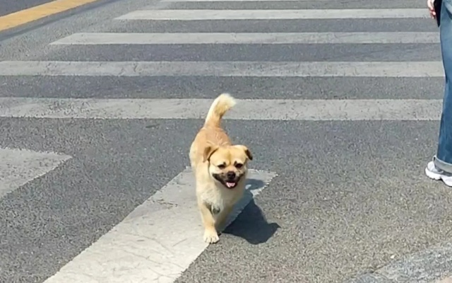 狗狗过马路，意外之举掀起的网络狂潮
