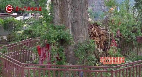 古树砸扁宝马背后的责任与反思