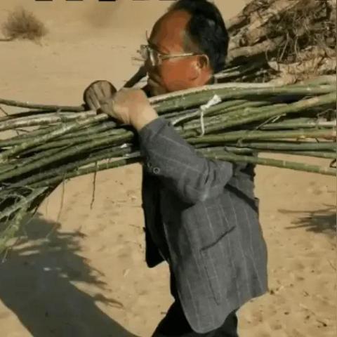 断水之痛，万亩树木与林场主的艰难处境