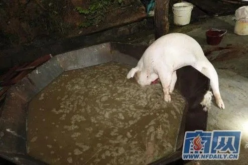 触目惊心！商贩给生猪灌泥浆事件引发的思考