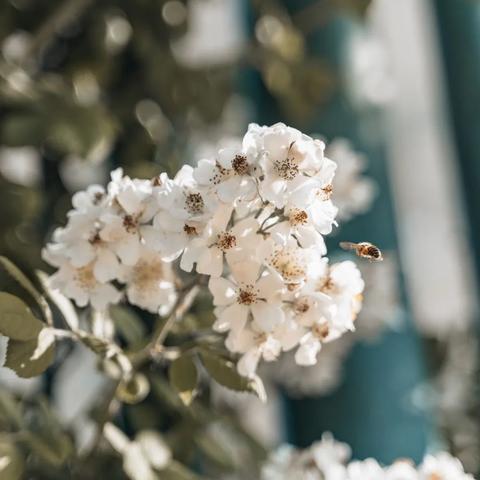 又见蔷薇花开，那一抹绚烂的时光