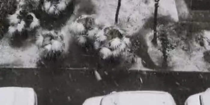 河南遭遇鹅毛大雪漫天飞舞