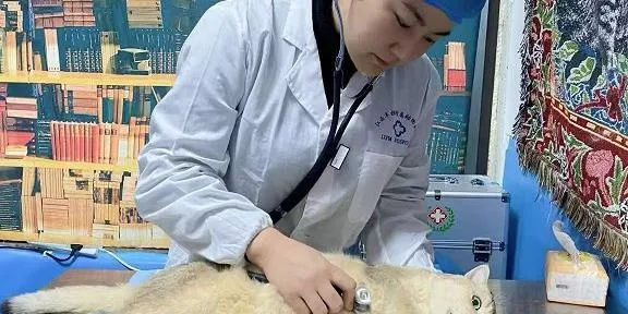 美女网红兽医布病第3次住院，抗病之路的坎坷与思考