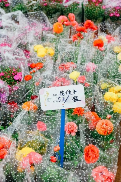 郑州陈寨花卉市场，繁花似锦的繁荣胜地