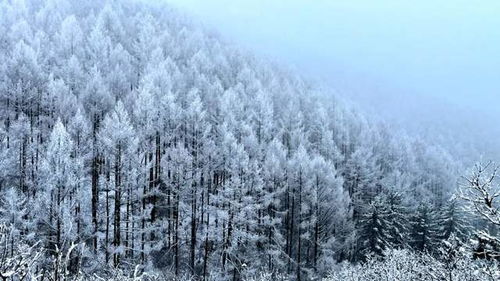 南方雨雪，自然画卷与多重影响