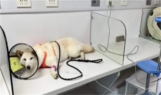 爱犬误食布洛芬，主人的紧急救援与惨痛教训