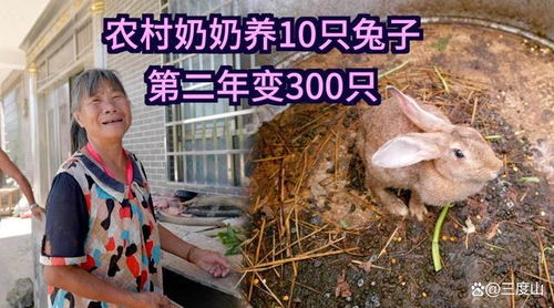 男子捡回3只兔子7个月繁殖近百只，兔口爆炸背后的生态警示