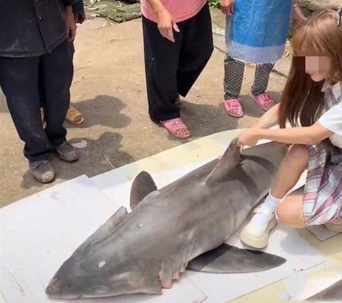 网红烹食大白鲨事件引发反思与启示