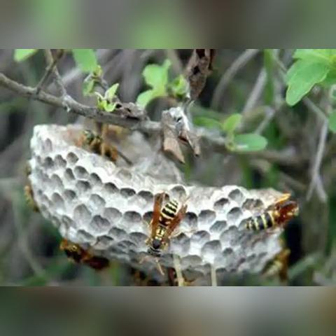 无人机与马蜂的激烈空中对决