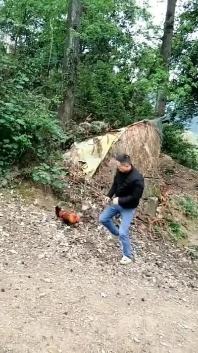 高速堵车引发鸡群逃散，男子英勇捕鸡行动