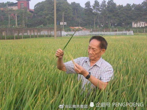 袁隆平，稻田中的卓越人生，贡献永载史册