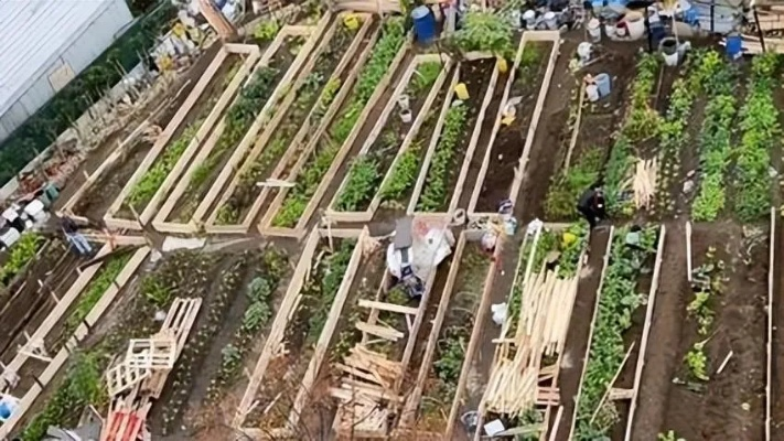 法国华人种菜事业获市长特批，开创土地开垦新篇章
