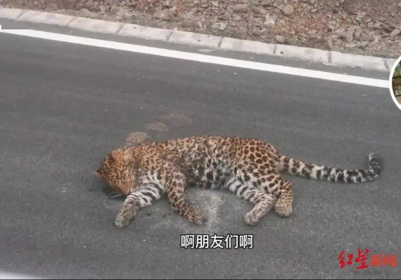 杭州豹子逃逸事件揭秘，传闻中的三崽实为谣言