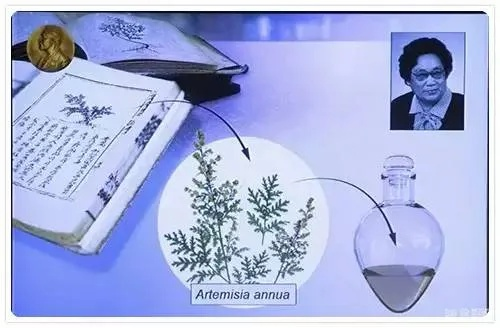 青蒿素，中医药馈赠世界的珍贵礼物