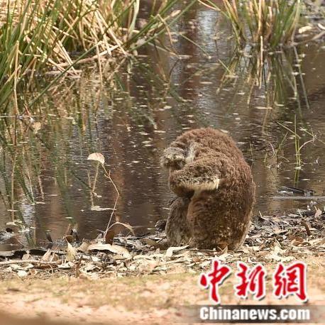 山火导致超两万只考拉遭遇不幸灾难
