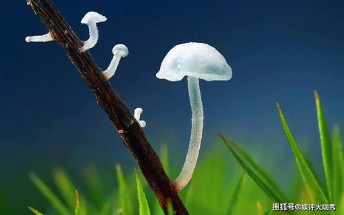 忧郁蘑菇，寂静中的独特绽放