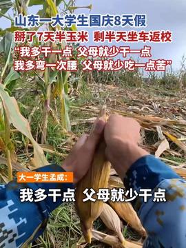 国庆八天假，大学生掰玉米的收获与成长之路