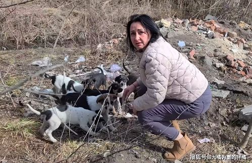 主人寻找国庆期间被遗弃在高速的小狗之旅