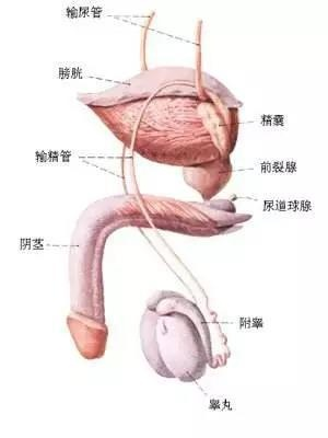 探秘男性生殖系统中至关重要的阴囊