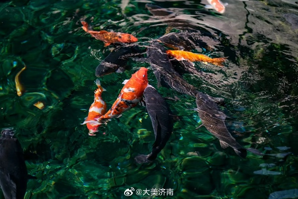 趵突泉胖锦鲤健康状况引发关注