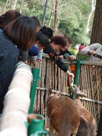 假期动物园动物遭遇工伤引关注，过度喂食成罪魁祸首