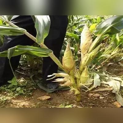 八天假期掰玉米，大学生的劳作收获与感悟