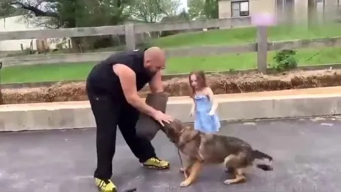 忠犬英勇扑救，幼童马路危机瞬间化解