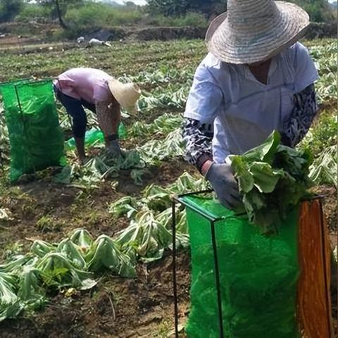 13万酸菜从业者自救行动，逆境中的行业重生之路