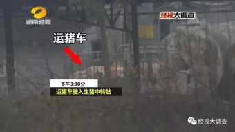 商贩给生猪灌泥浆背后的真相与道德责任探究