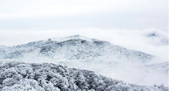 初雪降临北大荒，黑白画映的荒原盛宴
