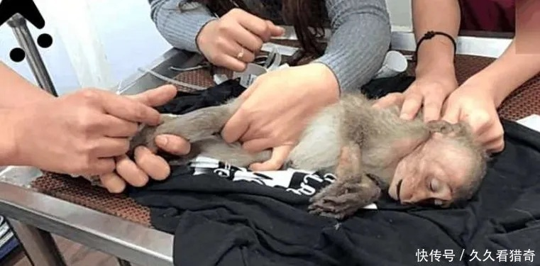 男子回酒店惊现猴子端坐床上