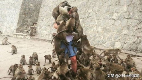 男子黔灵山遭猴群攻击，猴脸遭飞踹事件引发关注