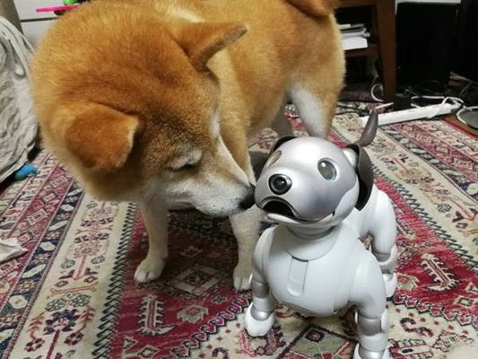 机器狗与柴犬温馨相遇，共贺新春