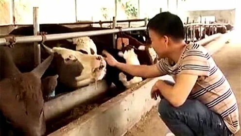 男子深情养牛记，牛缘情深之路