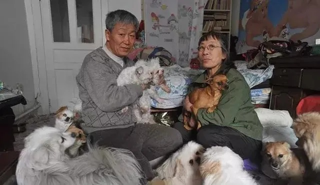 退休大爷无私大爱，房屋成为四十条狗温馨家园