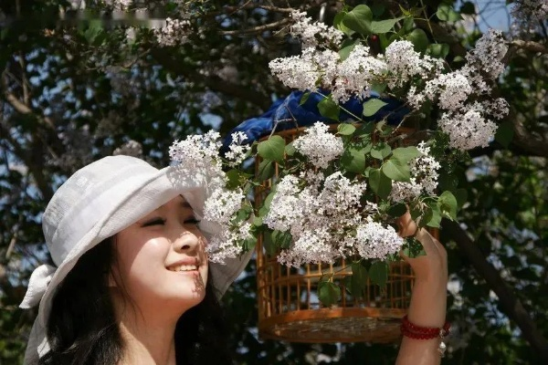 婷婷五月丁香，绽放的美丽与诗意